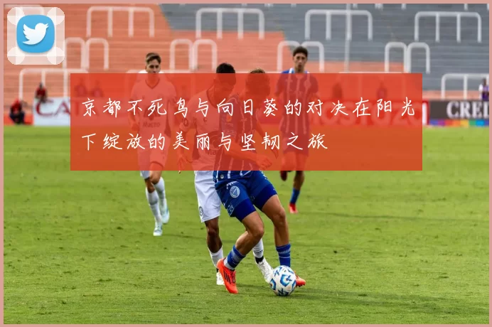 京都不死鸟与向日葵的对决在阳光下绽放的美丽与坚韧之旅